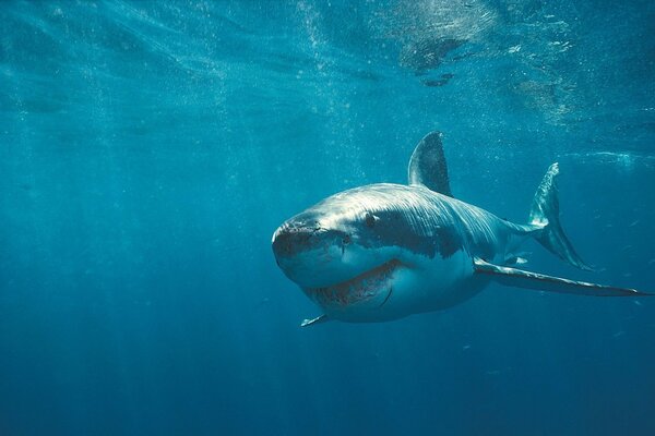 Tiburón con dientes y cicatrices en el agua