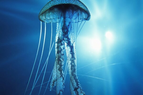Meduza na Pacyfiku uświęcona jasnym światłem