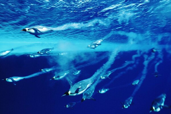 A flock of penguins swims underwater