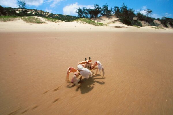 A small crab runs on golden sand