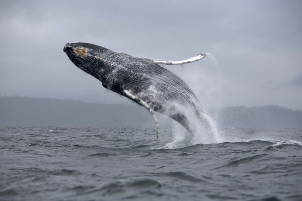 Ein Wal, der mit einem Spritzer aus dem Ozean springt