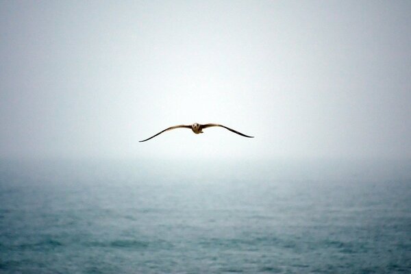 A seagull flies over a foggy sea