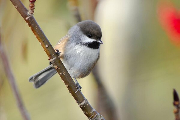 A small gray bird is sitting on a branch