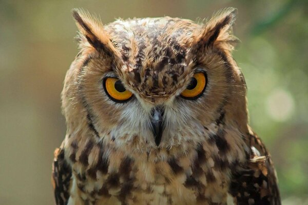 Le regard d un hibou en colère et attentif