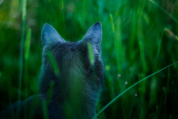 Кот породы русская голубая охотится в траве