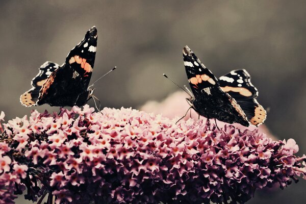 Les papillons recueillent le pollen de la fleur