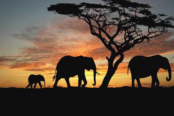 Два слона и слонёнок идут на закате