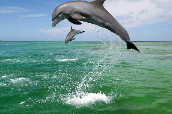 Dauphins sauteurs libres dans la mer