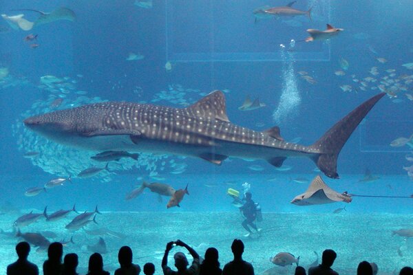 Requin géant dans l aquarium