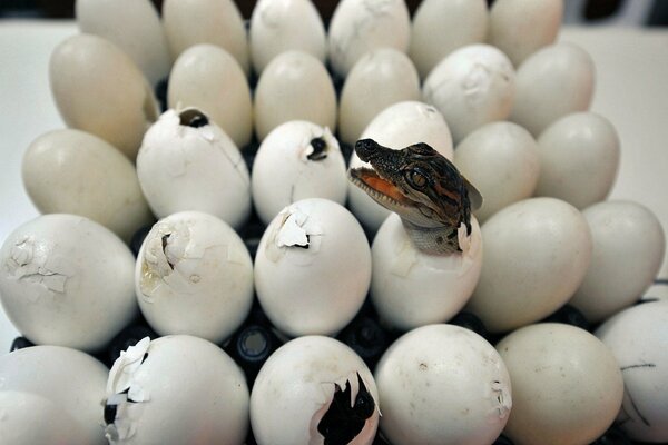 The birth of a small crocodile from an egg