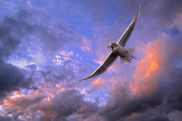 Mouette vole dans le ciel violet