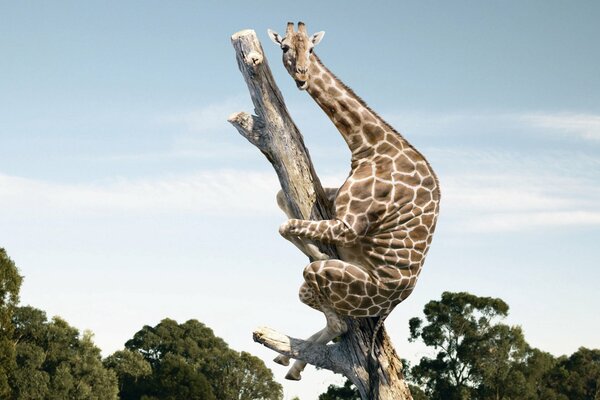 Giraffe climbed up the trunk of a tree