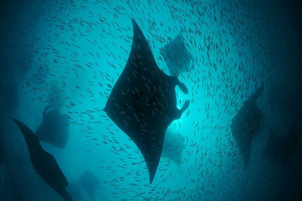 A stingray in its natural habitat