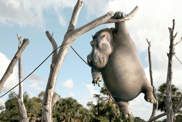 Hippopotame saute doucement d un arbre tenant les branches