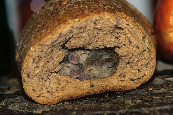 Topi nella tana del pane