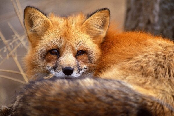 Kleines rotes Fuchs-Porträt