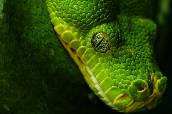 Фантастические глаза зелёной змеи