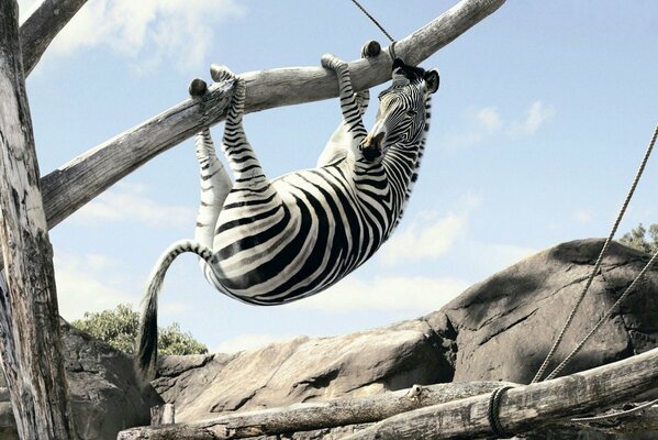 Zebra holding onto a branch of a dry tree