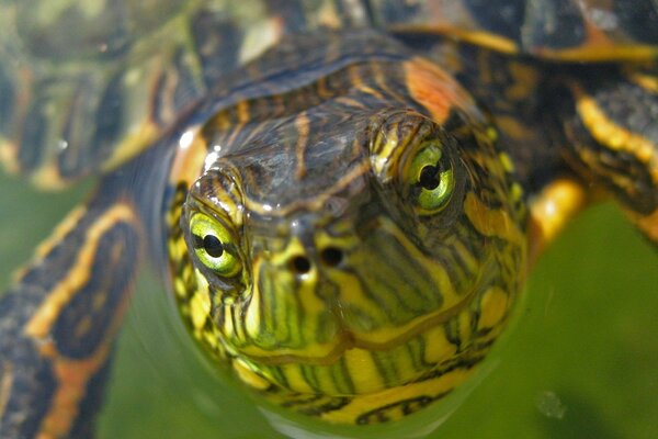 Der durchdringende Blick der grünen Schildkröte