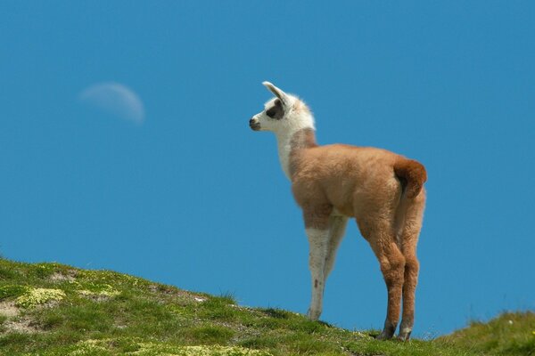 A fluffy goat stands on a mountain with grass