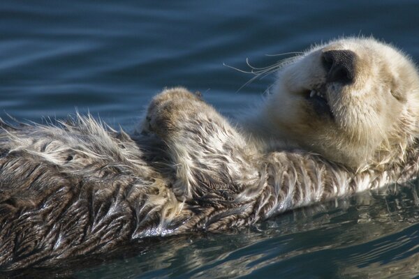 Fluffy lontra marina guardando dolce sogno