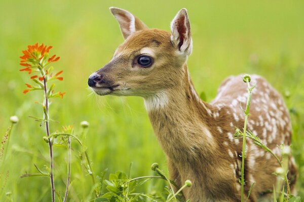 Ein Rentier im Gras schaut auf eine Blume