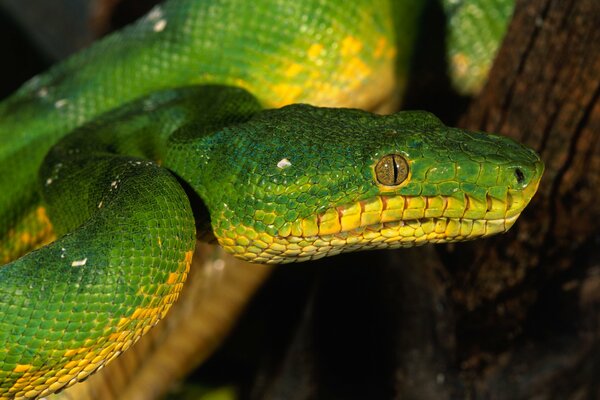 Зелен-желтая змея с глазами с вертикальными зрачками