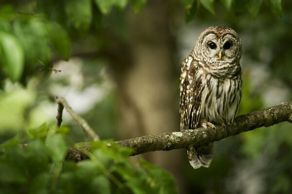 An owl is sitting on a branch in the forest