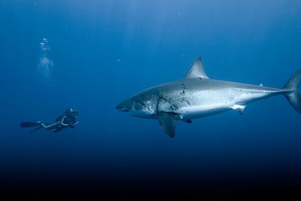 Shark in the ocean in front of a diver