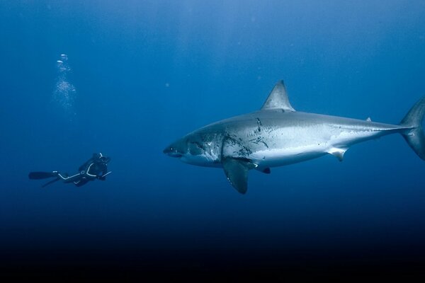 Requin dans l océan devant un plongeur