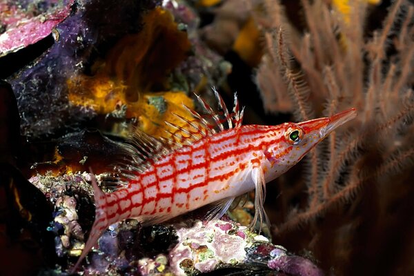 Poisson inhabituel dans les coraux