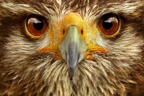 Cabeza de águila con pico grande y ojos