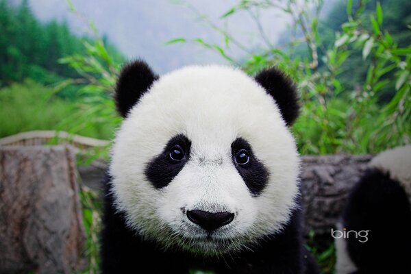 Panda-Baby-Schnauze auf grünem Hintergrund
