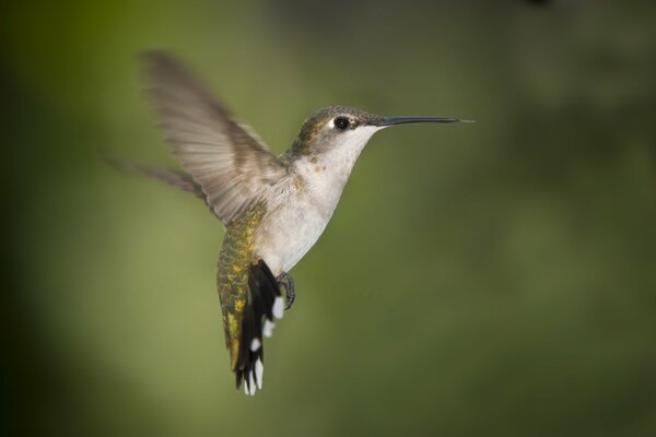 El colibrí agita sus alas rápidamente