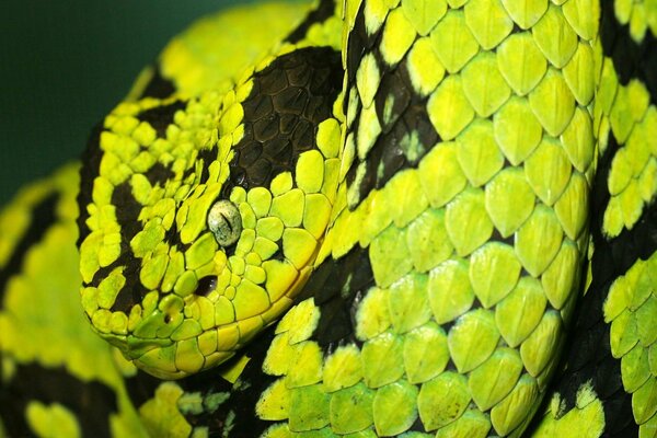 Serpiente de colores y su mirada fascinante