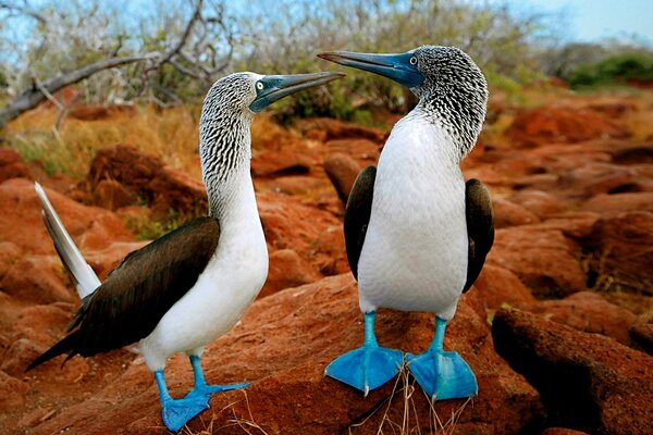 2 birds with blue paws