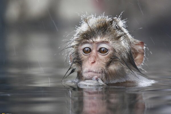 A little monkey is sitting in the water in the rain