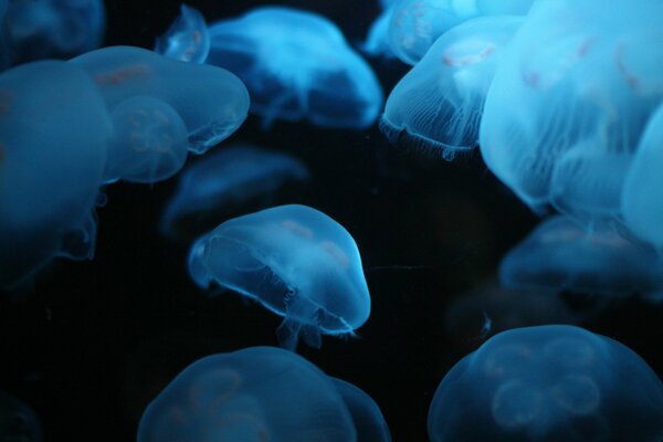 Muchas medusas azules en el mar