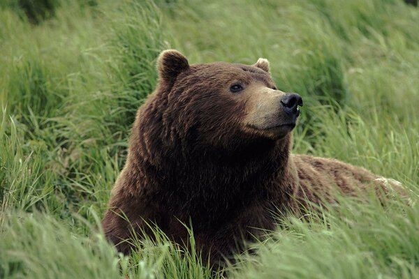 The bear is resting in the thick grass