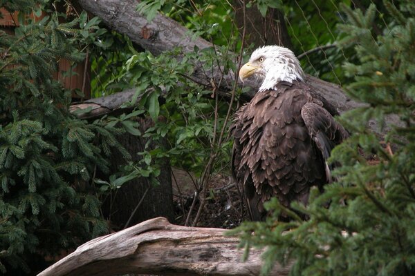 Aquila seduta su un ramo di un albero