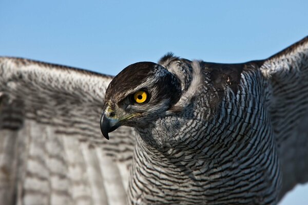 Le faucon a ouvert ses ailes