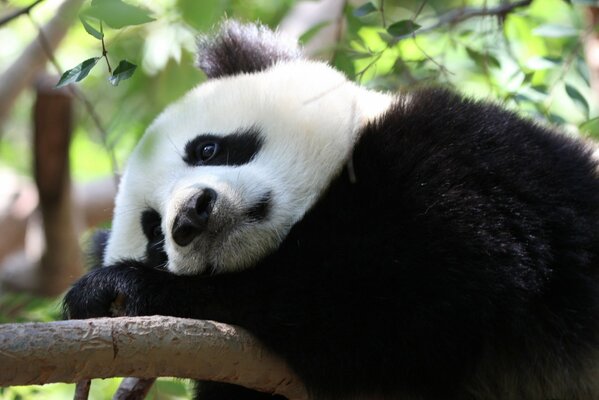 Smutna Panda zamyśliła się na drzewie