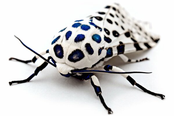 Leopard moth close-up