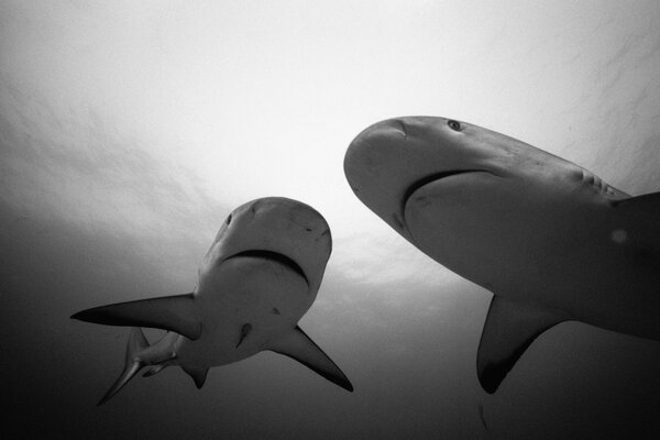Белые акулы в чёрно-белом фото
