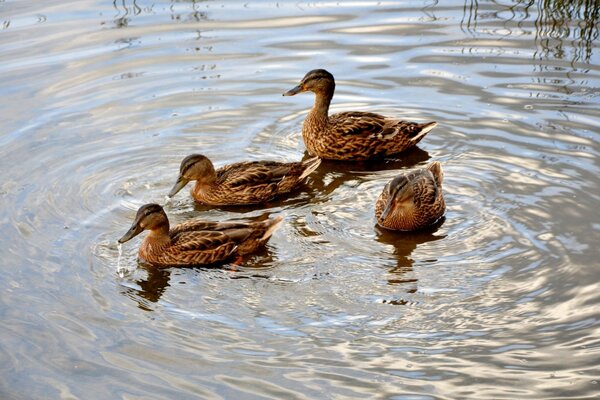 Ducks make circles on the water