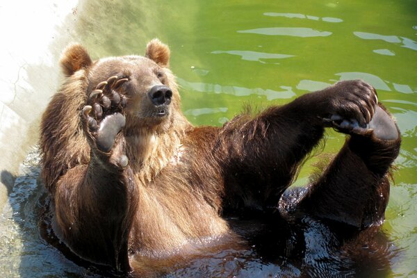 Бурый медведь купается в воде