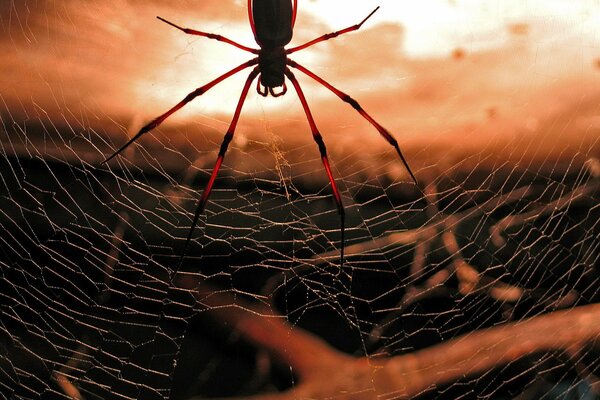 Spider on the web and sunset