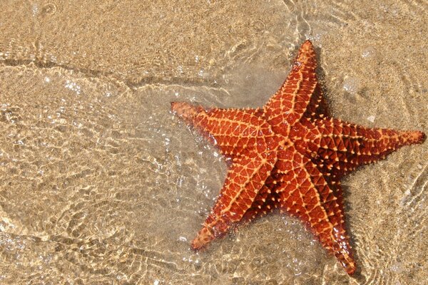 A starfish lying on the sand