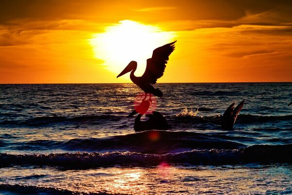 Stork takes off into the sea against the background of sunset