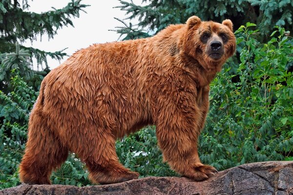 Oso Pardo en el bosque sobre una piedra